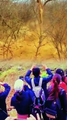 Animals of South America 4K   Scenic Wildlife Film With Calming Music 99