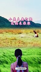 Animals of South America 4K   Scenic Wildlife Film With Calming Music 102