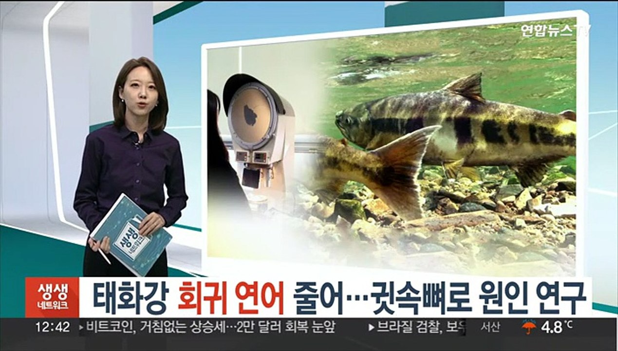 태화강 회귀 연어 줄어…귓속뼈로 원인 연구