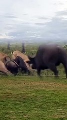 Extreme Fights Between Wild Animals 7