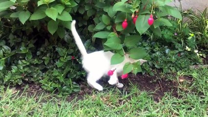 Relaksasi Hati dengan Kucing