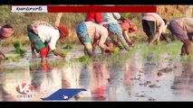 Bihar Farming Workers Plant Rice Seedlings In Just 1 Hour For 1 Acre _ Nizamabad _ V6 News