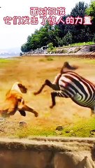 Extreme Fights Between Wild Animals 53