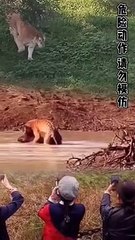 Extreme Fights Between Wild Animals 29