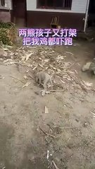 Extreme Fights Between Wild Animals 77