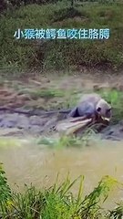 Extreme Fights Between Wild Animals 104