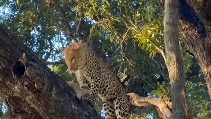 Leopard Was Tortured To Death By Pigs To Protect His Baby - Warthog Vs Leopard