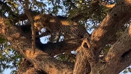 Motherhood Is So Beautiful! Aggressive Mother Lion Rushes To Attack The Evil Leopard To Save Her Cub