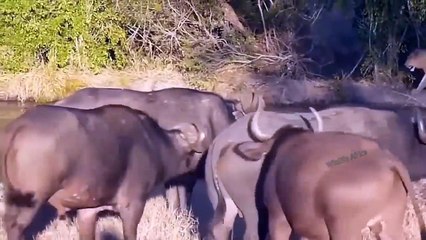 Unbelievable... Lion Died Tragically When Confronting The Leader Of The Buffalo Herd