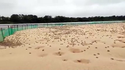 In un video la schiusa di centinaia di migliaia di uova di tartarughe giganti sudamericane