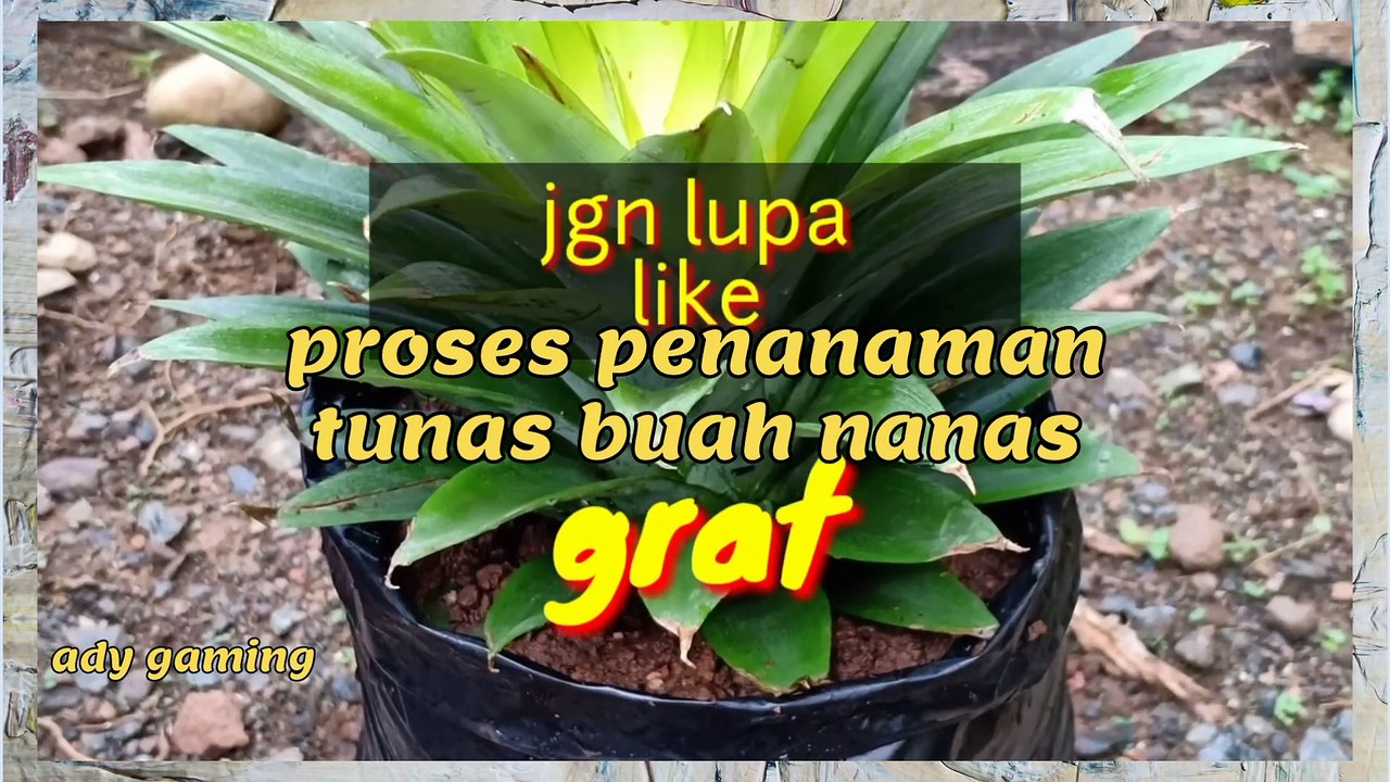 proses penanaman tunas buah nanas