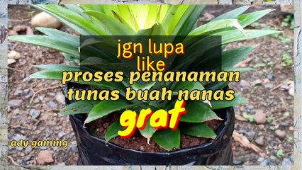 proses penanaman tunas buah nanas