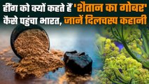 Devil's Dung क्यों पड़ा नाम, जानें क्यों ताबीज बनाकर पहनते हैं अफ्रीकी | वनइंडिया हिंदी