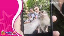 Sensasi Selfie Bareng Monyet di Monkey Forest, Begini Triknya