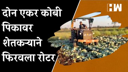 दोन एकर कोबी पिकावर शेतकऱ्याने फिरवला रोटर  Nashik  Cabbage farming