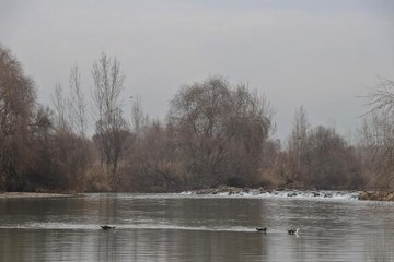 DİCLE NEHRİ'NDE 3 BALIK TÜRÜ TEHLİKEDE