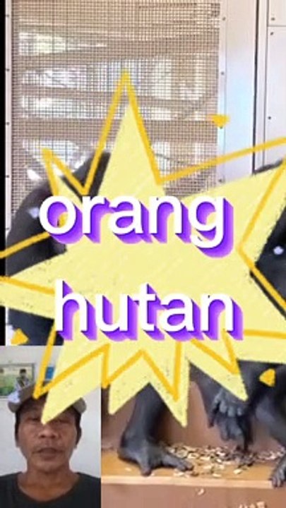 Orang hutan lagi pacaran