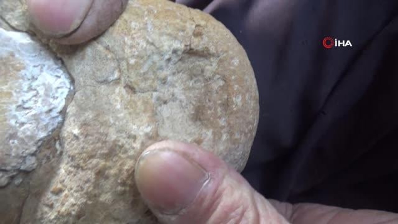 Milyonlarca yıllık arı peteği fosili buldu