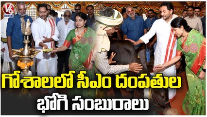 AP CM YS Jagan Sankranti Celebrations at Goshala _ Tadepalli Camp Office _ V6 News