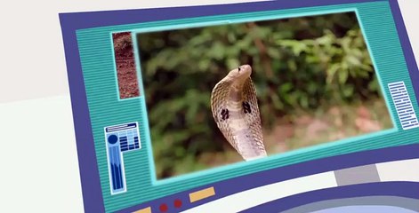 Wild Kratts S05 E04