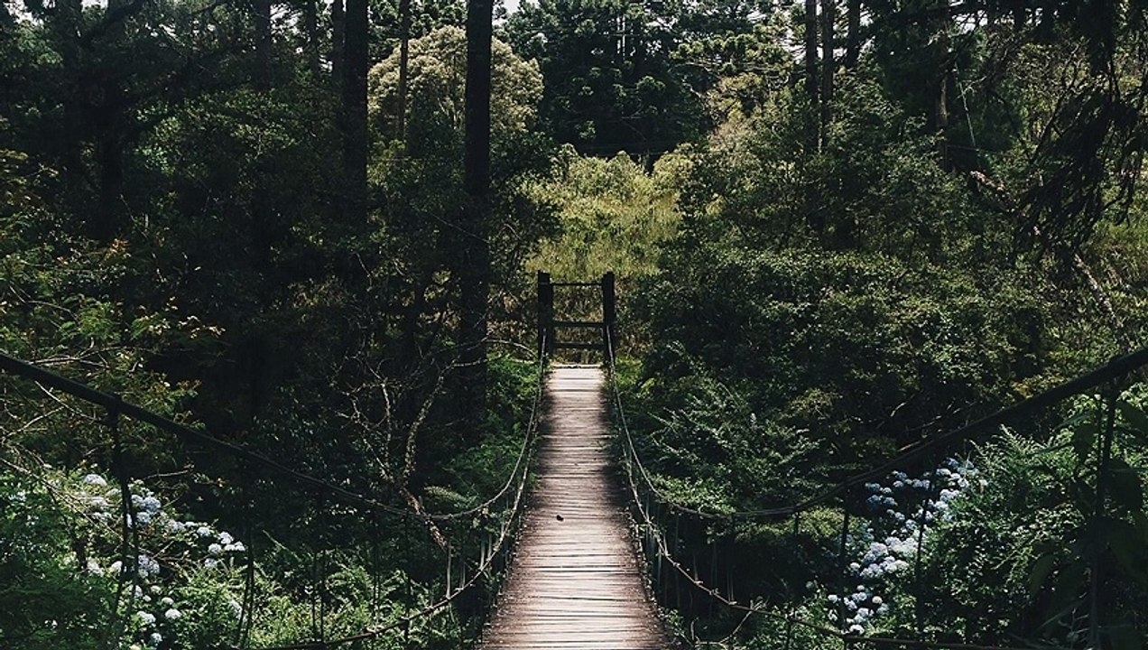 Escape to the Forest: Relax and Unwind with the Soothing Sounds of Wind, Trees and Birds