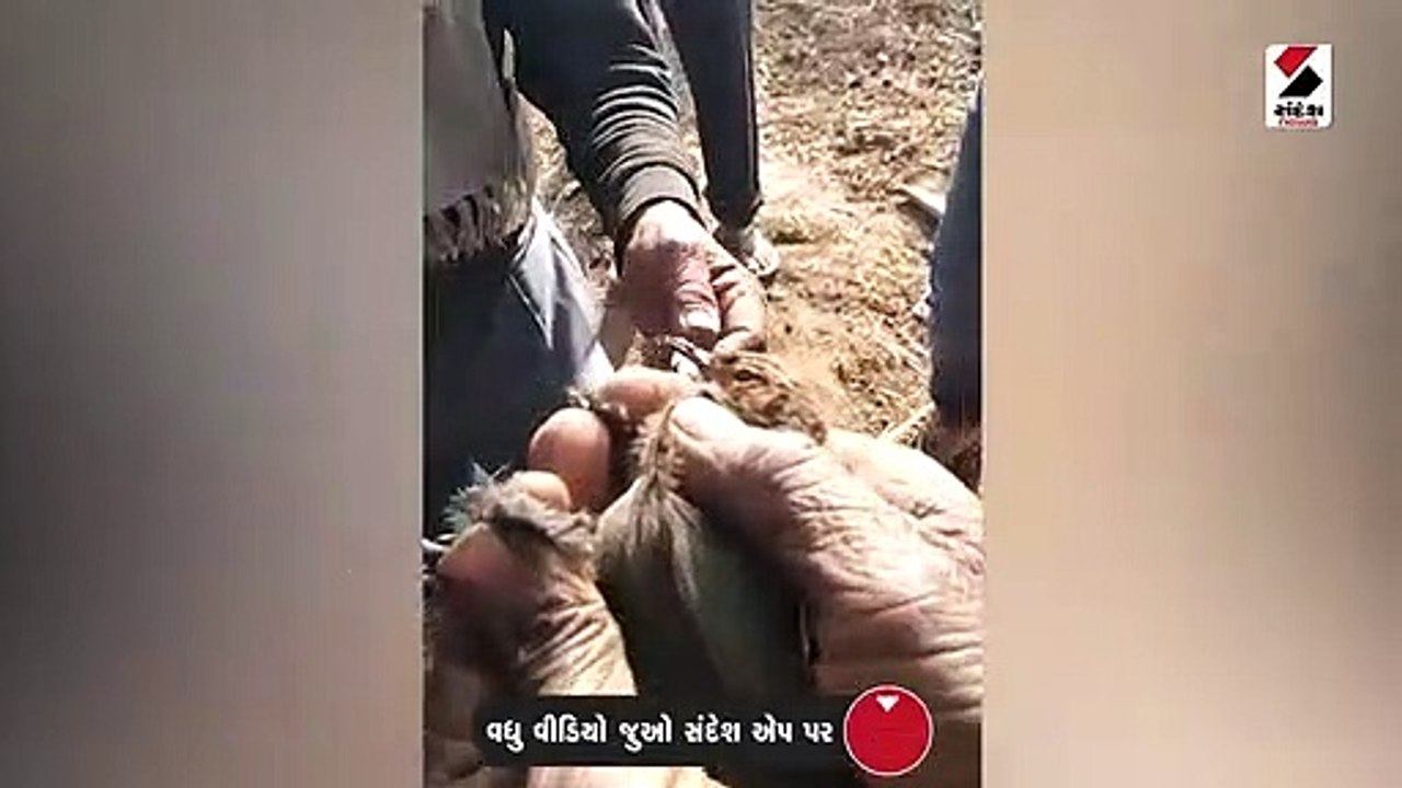 ભિલોડાના આદિવાસી લોકો દેવચકલીને ઘી-ગોળ ખવડાવી ક...