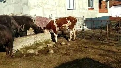 Amasya Çambükü Köyünde Meraları Elinden Alınan Servet Dönmez, Yetkililere Seslendi: "Bir Bağ Yonca Ekecek Yerim Kalmadı"