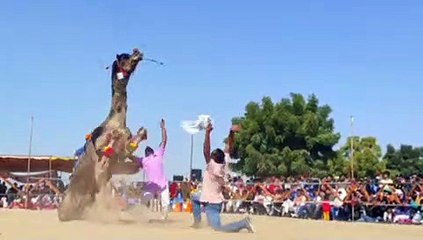 ऊंटों की प्रतियोगिताओं के नाम रहा दूसरा दिन