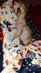 Funny cat videos kitten baby