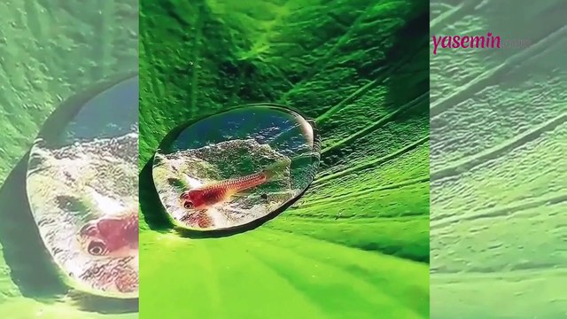 Lotus yaprağındaki bir damla suyun içinde yaşıyor! Bu balık izleyenleri hayrete düşürüyor