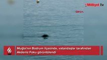 Bodrum'da Akdeniz Foku görüldü