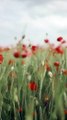 Selective Focus Of Red Poppy Flowers While Swaying
