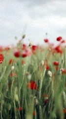 Selective Focus Of Red Poppy Flowers While Swaying