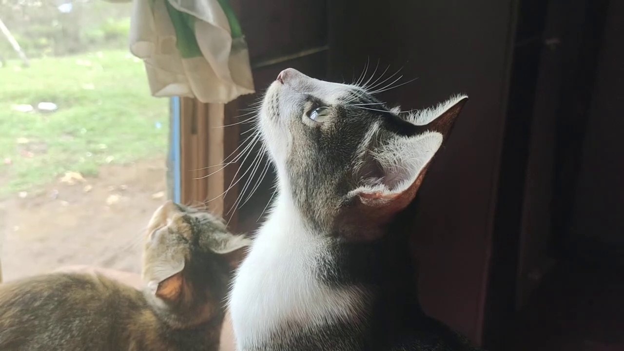 IBU KUCING SELAMATKAN ANAKNYA
