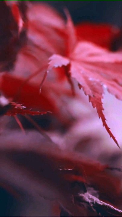 Red Autumn Leaves