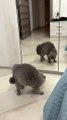 Cat Hisses at His Reflection in the Mirror