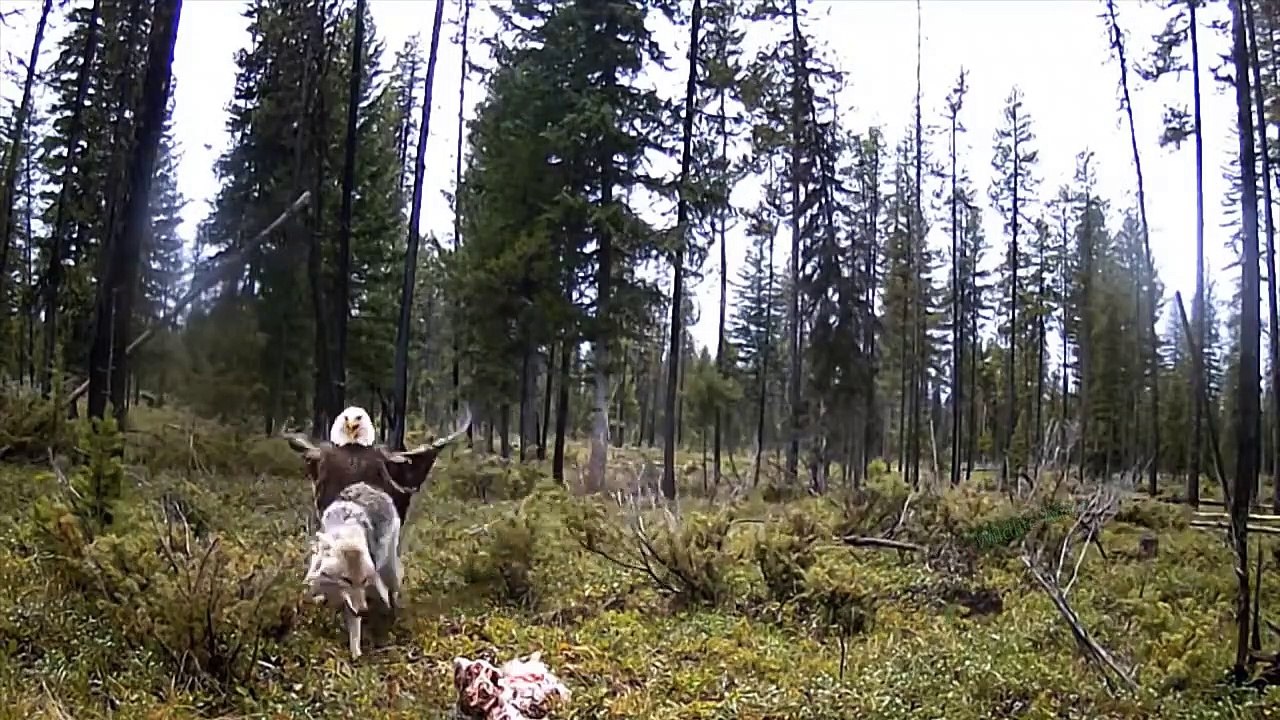 Can't Underestimate Eagle! Eagle Deals A Fatal Blow To Beautifully Knock Down The Old Fox