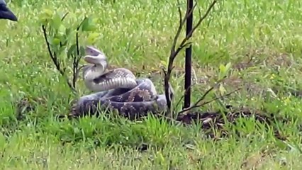 Cold Hunter! Eagle Is Constantly Shot In Eye By Snake With Powerful Venom, But It Is Still Stubborn