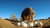 Greatest Mother Ever! Angry Mother Ostrich Kicked Hyena's Face To Protect Her Baby