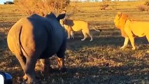 How Aggressive Is Rhino Lions Call For Help To Tourists When They Are Constantly Attacked By Rhinos