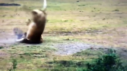 Terrifying Battle! Angry Hyena Joins Forces To Defeat Lions To Save Their Cubs - Lion Vs Hyenas