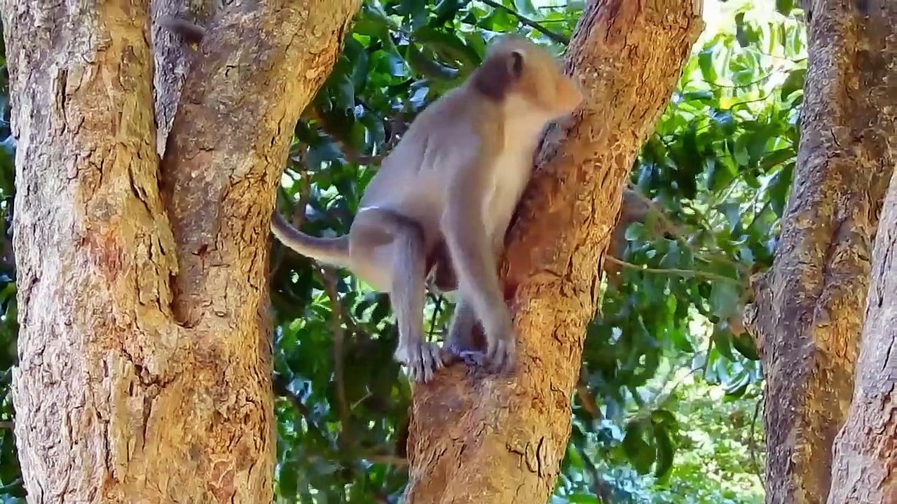 The Giant Python Is Taken Down! Monkeys Unite To Attack The Giant ...