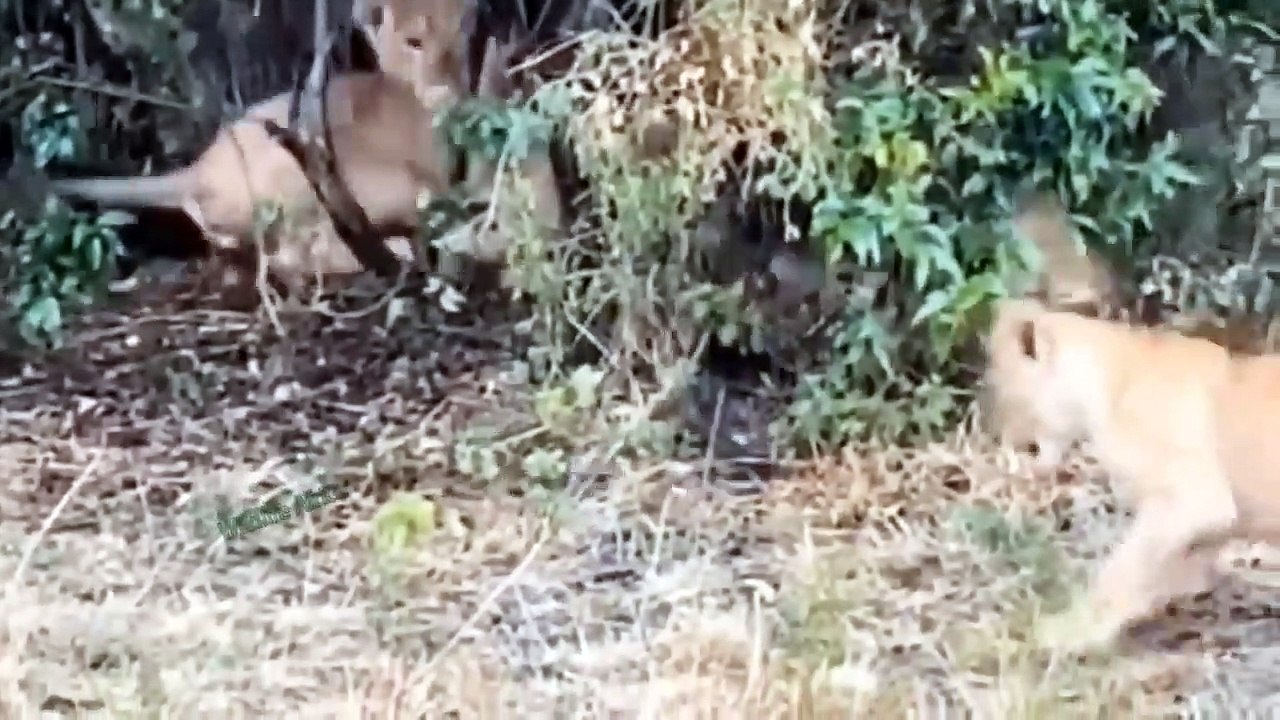 The Mighty Lion Was Defeated By This Snake - Horror War Of Lions And Venomous Snakes In Africa