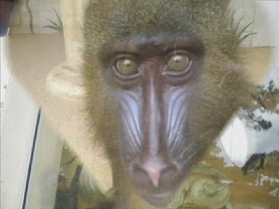 Zoo de la Palmyre