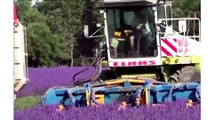 Fantastic Lavender Farming and Harvesting - Lavender Agriculture Technology with Contemporary Equipment