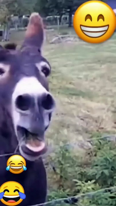 funny video animals#shorts #funny #funnyvideo