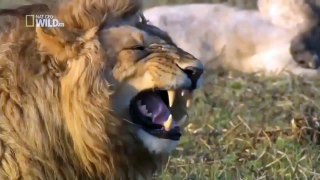 Lion Laughing