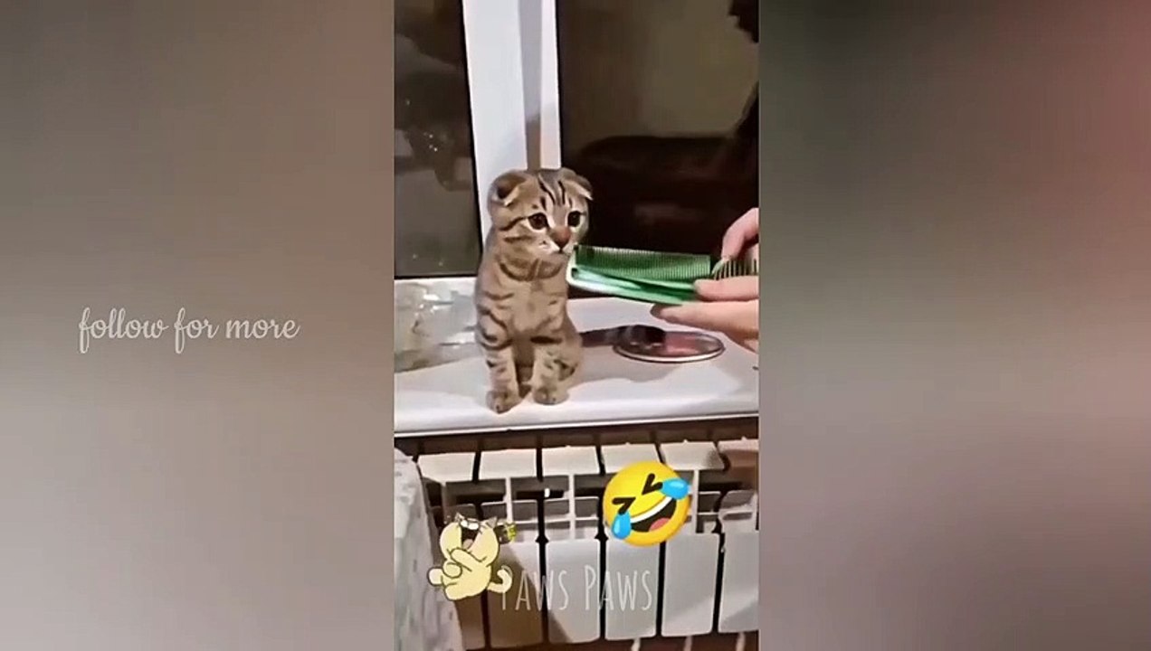 My hooman had to try.