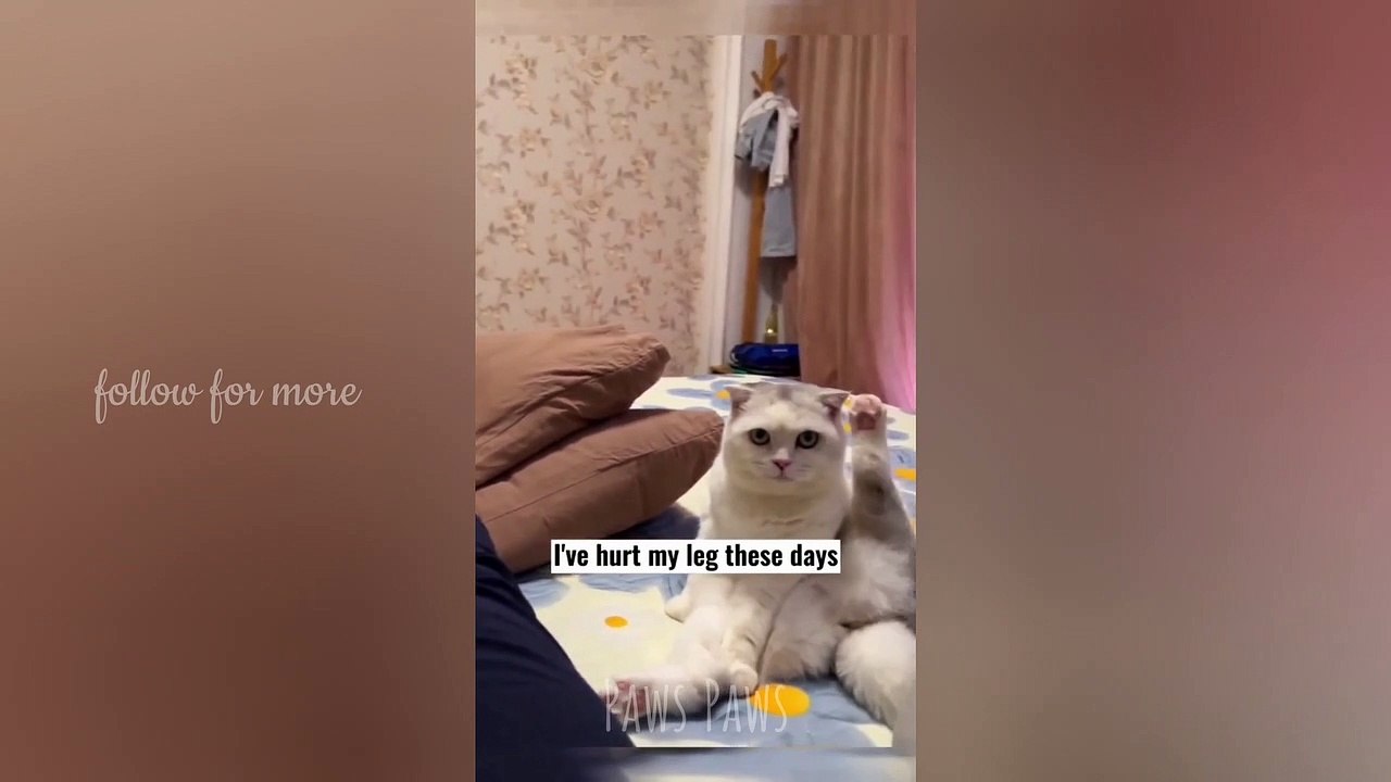 funniest cat | follow me