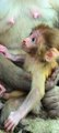 Newborn baby monkey cute with mom